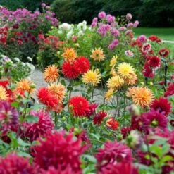 Premium Dahlia Plants Collection -Green Plant Shop dahliacol 1