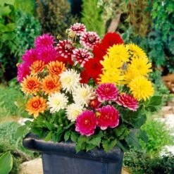 Premium Dahlia Plants Collection -Green Plant Shop dahliacol 2