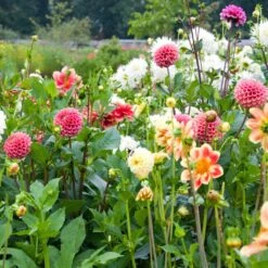 Premium Dahlia Plants Collection -Green Plant Shop dahliacol 3