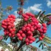 Pink Berried Mountain Ash Tree | Sorbus Eastern Promise 2 Pink Berried Mountain Ash Tree | Sorbus Eastern Promise -Green Plant Shop easternpromise 1