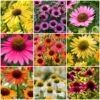 Ultimate Echinacea Collection 2 Ultimate Echinacea Collection -Green Plant Shop echinaceacollection 1 b8bfb8da 79a0 4af7 b3c6 a74122684fa6