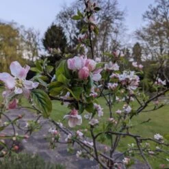 Egremont Russet Apple Tree Dwarfing Rootstock -Green Plant Shop egremontRussetblossom 1b9a7f1e 6c63 4140 8944 6e61df219470