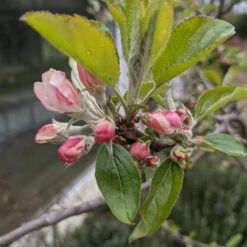 Egremont Russet Apple Tree Dwarfing Rootstock -Green Plant Shop egremontrussetblossom