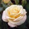 'Many Thanks' Groundcover Rose -Green Plant Shop elbo02712 many thanks
