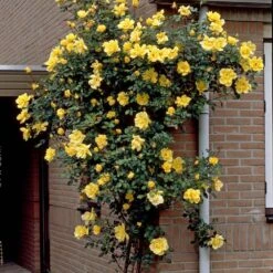 Repeat Flowering Climbing Rose Collection 11 Repeat Flowering Climbing Rose Collection -Green Plant Shop elbo03964 gardeners glory 2f988433 e4b9 4626 9a46 4bf123470df9