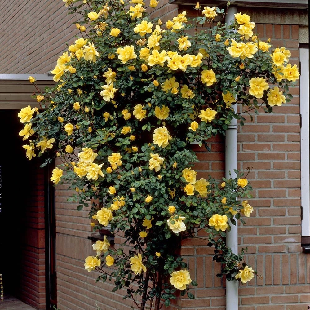 Repeat Flowering Climbing Rose Collection 6 Repeat Flowering Climbing Rose Collection - Image 4