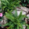 Hard Fern | Blechnum Spicant -Green Plant Shop elbo14675