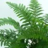 Makino's Holly Fern | Polystichum Makinoi