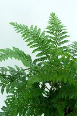 Makino's Holly Fern | Polystichum Makinoi