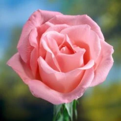 'Saphir' Shrub Rose -Green Plant Shop elbo58827 saphir