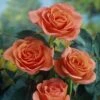 'Lambada' Shrub Rose -Green Plant Shop elbo59014 lambada