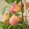 Avalon Pride Peach Tree -Green Plant Shop elbo59874