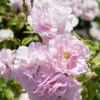 'Bonica' Shrub Rose -Green Plant Shop elbo67629 bonica
