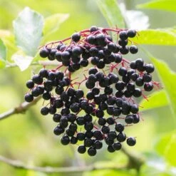 Best Mixed Native Wildlife Hedging | Growers' Choice -Green Plant Shop elderberry SHR0256 e670855f 782d 4eb9 96dc 812685d53493