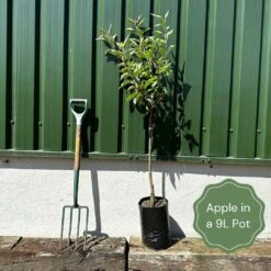 Sunset Apple Tree -Green Plant Shop example apple ca916c2c 8b3e 4e39 bc39 ed47cd6f3576