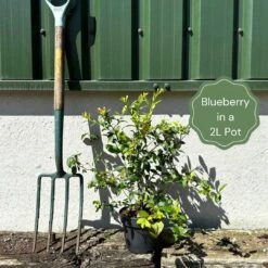 Patriot Blueberry Bush -Green Plant Shop example blueberry 51ea8329 ca37 4b72 b2a0 27fe3e8f9390