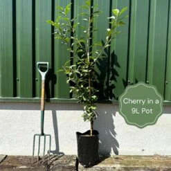 The Bride Cherry Blossom Tree | Prunus Incisa -Green Plant Shop example cherry 574c52fe 4747 4d4f b9f5 a532f9ec4b20
