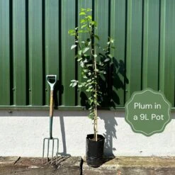 Farleigh Damson Tree -Green Plant Shop example plum 38a142e6 cb36 4b15 bdf6 5ffb5134fa5e
