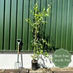 'Crimson Frost' Silver Birch Tree -Green Plant Shop examplebirch