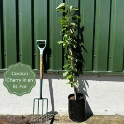 Stella Cordon Cherry Tree -Green Plant Shop examplecordoncherry e66f70a0 c99e 4118 a020 c51de57cf394