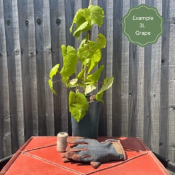 'Crimson Seedless' Outdoor Grape Vine -Green Plant Shop examplegrape 5062dac4 fb70 4f88 b082 e63ce99495d7