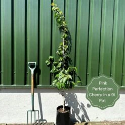 Pink Perfection Cherry Blossom Tree -Green Plant Shop examplepinkperfection