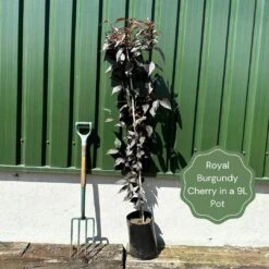 Purple Leaf Cherry Blossom Tree | Prunus Serrulata 'Royal Burgundy' -Green Plant Shop exampleroyalburgundy