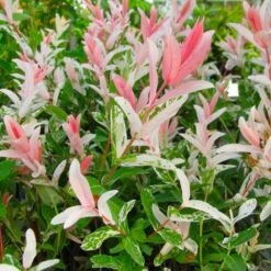Flamingo Willow Tree | Salix Integra Hakuro Nishiki -Green Plant Shop flamingo willow pink