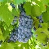 'Boskoop Glory' Seedless Outdoor Grape Vine -Green Plant Shop fru0072 5