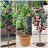 Award Winning Patio Fruit Tree Collection | Cherry, Pear & Plum | Growers' Choice -Green Plant Shop fruit collection