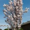 White Columnar Cherry Blossom Tree | Prunus 'Spire' -Green Plant Shop gaar00399 spire