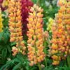 Lupin West Country Gladiator -Green Plant Shop gladiator 1