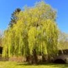 Golden Weeping Willow Tree | Salix Chrysocoma -Green Plant Shop golden weeping willows