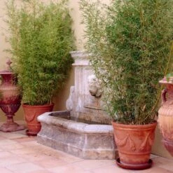 Golden Bamboo | Phyllostachys Aurea -Green Plant Shop goldenbamboo 5