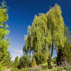 Golden Weeping Willow Tree | Salix Chrysocoma -Green Plant Shop goldenweeping1