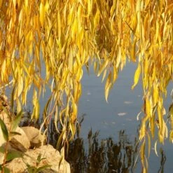 Golden Weeping Willow Tree | Salix Chrysocoma -Green Plant Shop goldenweepingautumn