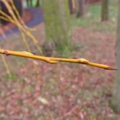 Golden Weeping Willow Tree | Salix Chrysocoma -Green Plant Shop goldenweepingbranch