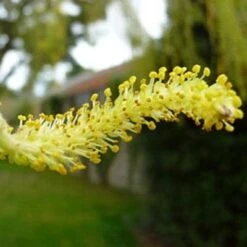 Golden Weeping Willow Tree | Salix Chrysocoma -Green Plant Shop goldenweepingcatkin
