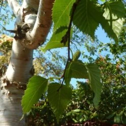 Himalayan Birch Tree | Betula Utilis Jacquemontii -Green Plant Shop himalayancatkin