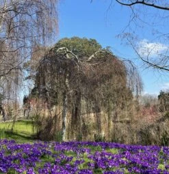 Weeping Silver Birch Tree | Betula Pendula Youngii -Green Plant Shop image