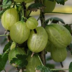 Complete Gooseberry Collection | Red, White & Green -Green Plant Shop invicta gooseberry 303489b5 b71e 469d 93c3 b03b333ee84e