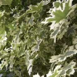 Variegated Norway Maple Tree | Acer Platanoides 'Drummondii' 7 Variegated Norway Maple Tree | Acer Platanoides 'Drummondii' -Green Plant Shop jope01443