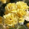 'Joyful Sunshine' Hybrid Tea Rose -Green Plant Shop jope04100 joyful sunshine