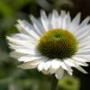Echinacea 'SunSeekers White Perfection' -Green Plant Shop jope04434 perfection 6d10236f 4b7f 4183 891a 4bc4f227cc63