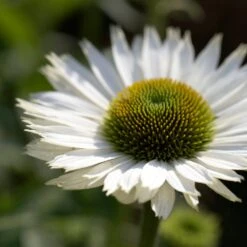 Echinacea 'SunSeekers White Perfection'