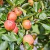 'Kidd's Orange Pippin' Apple Tree -Green Plant Shop kiddsorange 1