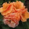 'Together Forever' Floribunda Rose -Green Plant Shop kose01299 together forever
