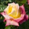 'Love And Peace' Hybrid Tea Rose -Green Plant Shop lage00913 love peace