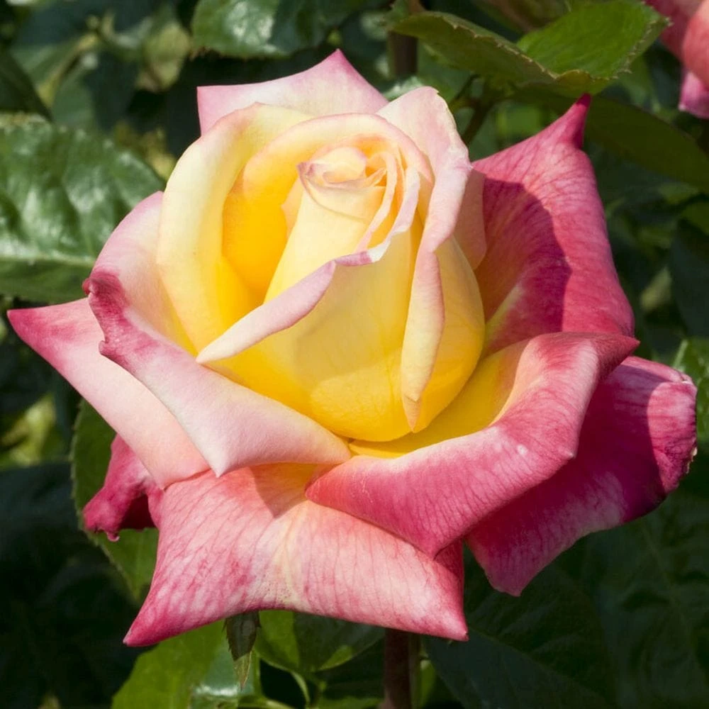 'Love And Peace' Hybrid Tea Rose 3 'Love And Peace' Hybrid Tea Rose