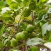 Lime Tree | Lime Of Tahiti | Grafted Mini-Stem 1 Lime Tree | Lime Of Tahiti | Grafted Mini-Stem -Green Plant Shop limetree1